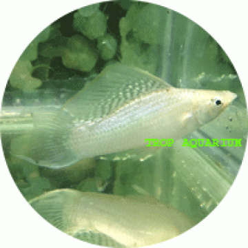 Silver molly