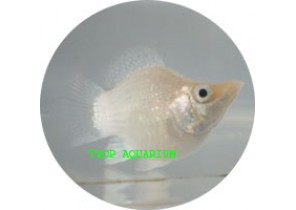 Silver Balloon Molly