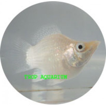 Silver balloon molly