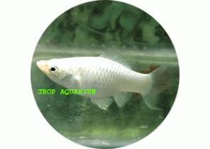 Silver Molly