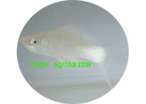 Silver Molly LT
