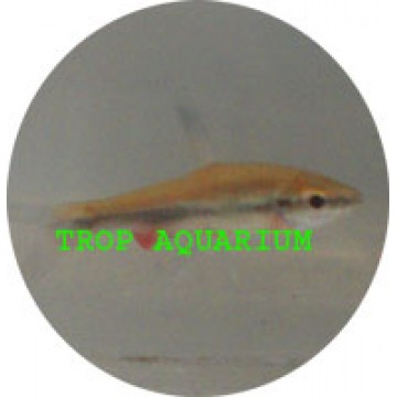Beckford pencil fish