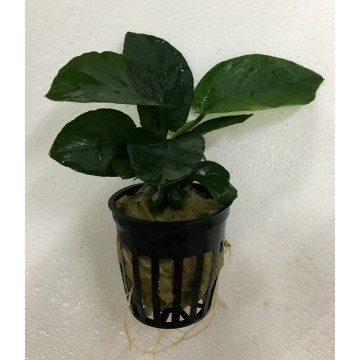 Anubias barteri var. barteri ‘Broad leaf’ -Small pot