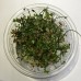 Tissue Culture Plants