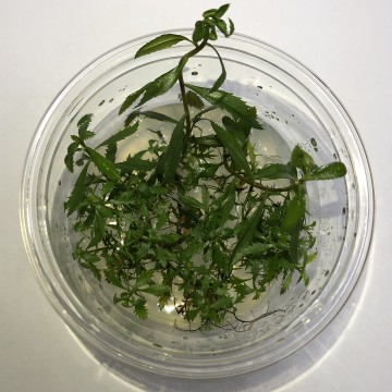 Proserpinaca palustris