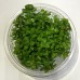 Tissue Culture Plants