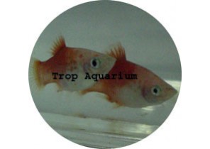Bicolour Platy