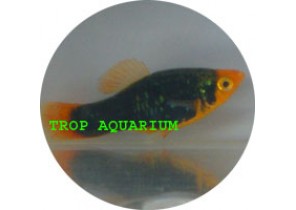 Black Platy