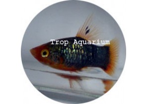 Black Platy HF