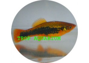 Tuxedo Black Var Platy