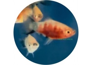 Bleeding Heart Tiger Platy