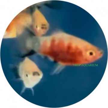 Bleeding heart tiger platy