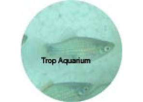 Blue Platy