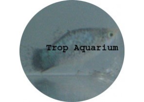 Blue Calico Platy