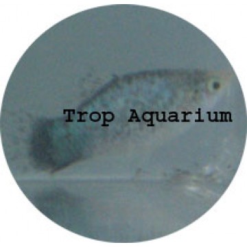 Blue calico platy