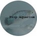 Platy