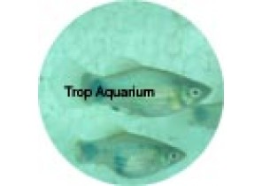Blue Mickey Platy