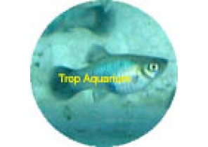 Blue Wagtail Platy