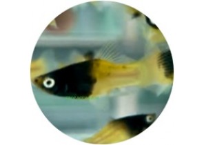 Bumble Bee Platy