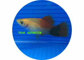 Golden Mickey Platy