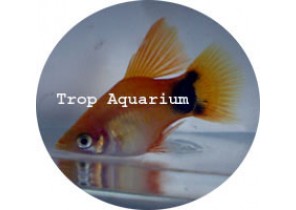 Golden Mickey Platy HF