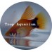 Platy