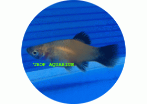 Golden Wagtail Platy