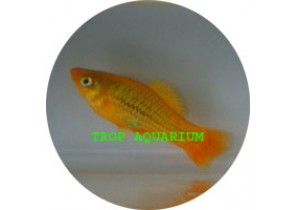 Green Var Platy