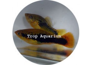 Hawaii Variatus Platy
