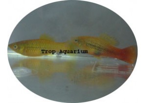 Multi Color Var Platy