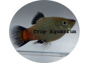 Rainbow Platy