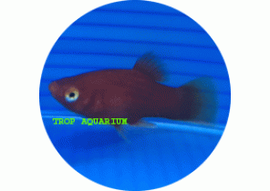 Red Platy