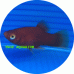 Platy