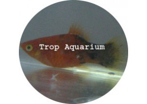 Red Calico Platy