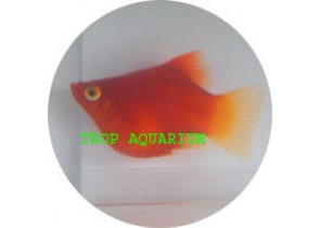 Coral Red Platy