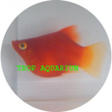 Coral red platy