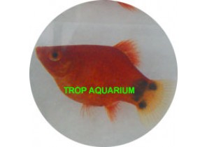 Red Mickey Balloon Platy