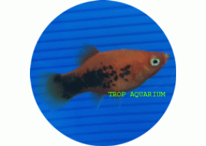Red Tuxedo Platy