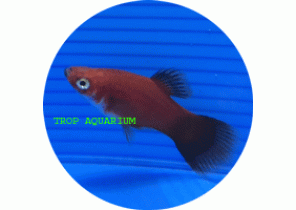 Red Wagtail Platy