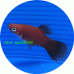 Platy