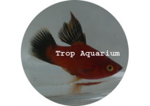 Red Wagtail Platy HF