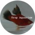 Platy