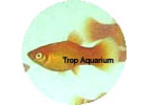 Sunset Platy