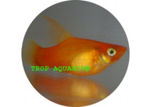 Sunset Platy HF