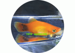 Sunset Mickey Platy