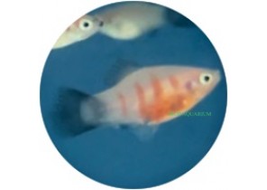 Tiger Panda Platy
