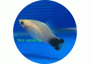 White Mickey Platy