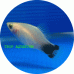 Platy