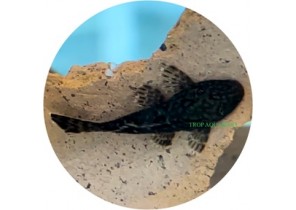 Ancistrus sp. Wabenmuster