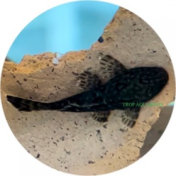 Ancistrus sp. Wabenmuster